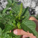 Amaranthus retroflexus L.Amaranthus retroflexus L.