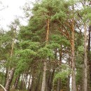 Pinus sylvestris L.Pinus sylvestris L.