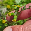 Senecio vulgaris L.Senecio vulgaris L.