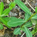 Euphorbia angulata Jacq.Euphorbia angulata Jacq.