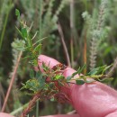Genista berberidea LangeGenista berberidea Lange