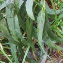 Eucalyptus globulus Labill.Eucalyptus globulus Labill.