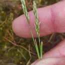 Aira praecox L.Aira praecox L.