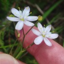 Simethis mattiazzii (Vand.) Sacc.Simethis mattiazzii (Vand.) Sacc.