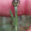 Centaurea limbata Hoffmanns. & LinkCentaurea limbata Hoffmanns. & Link