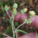 Andryala integrifolia L.Andryala integrifolia L.