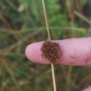 Juncus conglomeratus L.Juncus conglomeratus L.