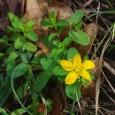 Hypericum humifusum L.Hypericum humifusum L.