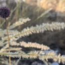 Melica ciliata  L.Melica ciliata  L.
