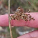 Juncus effusus L.Juncus effusus L.