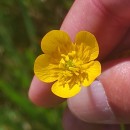 Ranunculus bulbosus  L.Ranunculus bulbosus  L.