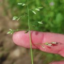 Poa annua L.Poa annua L.