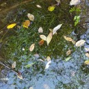 Potamogeton berchtoldii FieberPotamogeton berchtoldii Fieber