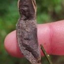 Cytisus scoparius (L.) LinkCytisus scoparius (L.) Link