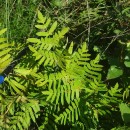 Osmunda regalis L.Osmunda regalis L.