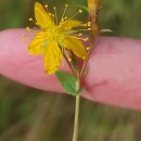 Hypericum undulatum Schousb. ex Willd.Hypericum undulatum Schousb. ex Willd.