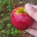 Malus domestica Borkh.Malus domestica Borkh.