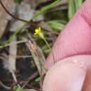 Cicendia filiformis (L.) DelarbreCicendia filiformis (L.) Delarbre