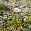 Ophioglossum lusitanicum L.Ophioglossum lusitanicum L.