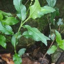 Mercurialis perennis L.Mercurialis perennis L.