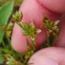 Juncus capitatus WeigelJuncus capitatus Weigel