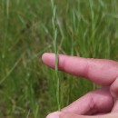 Lolium perenne L.Lolium perenne L.