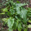 Zantedeschia aethiopica (L.) Spreng.Zantedeschia aethiopica (L.) Spreng.