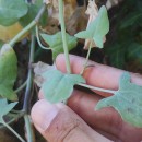 Rumex induratus Boiss. & Reut.Rumex induratus Boiss. & Reut.