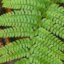 Polystichum setiferum (Forssk.) Woyn.Polystichum setiferum (Forssk.) Woyn.