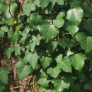 Hedera hibernica (G. Kirchn.) Bean‹Hedera hibernica (G. Kirchn.) Bean‹