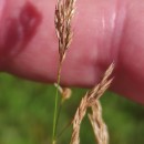 Agrostis stolonifera L.Agrostis stolonifera L.