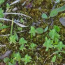 Lysimachia linum-stellatum L.Lysimachia linum-stellatum L.
