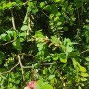 Robinia pseudoacacia L.Robinia pseudoacacia L.