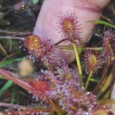Drosera intermedia HayneDrosera intermedia Hayne