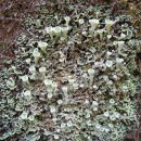 Cladonia sp. N.A.Cladonia sp. P. Browne 1756