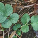 Geum urbanum L.Geum urbanum L.