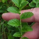 Erodium moschatum (L.) L’Her.Erodium moschatum (L.) L’Her.