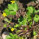 Ranunculus trilobus Desf.Ranunculus trilobus Desf.