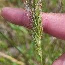Anthoxanthum amarum Brot.Anthoxanthum amarum Brot.