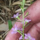 Lythrum hyssopifolia L.Lythrum hyssopifolia L.