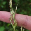 Arrhenatherum elatius (L.) Beauv. ex J. & C. PreslArrhenatherum elatius (L.) Beauv. ex J. & C. Presl
