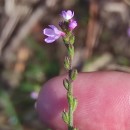 Verbena officinalis L.Verbena officinalis L.