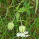 Silene vulgaris (Moench) Garcke subsp. vulgaris .Silene vulgaris (Moench) Garcke subsp. vulgaris .