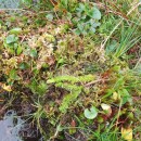 Lycopodiella inundata (L.) HolubLycopodiella inundata (L.) Holub