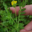 Ornithopus compressus L.Ornithopus compressus L.