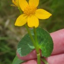 Caltha palustris L.Caltha palustris L.