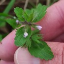 Stachys arvensis (L.) L.Stachys arvensis (L.) L.