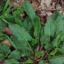 Rumex acetosa L.Rumex acetosa L.