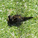Cordulegaster boltonii (Donovan, 1807)Cordulegaster boltonii (Donovan, 1807)