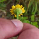 Coleostephus myconis (L.) Reichenb. fil.Coleostephus myconis (L.) Reichenb. fil.